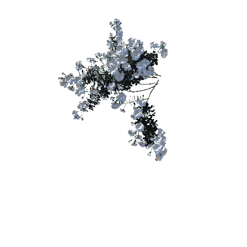 3DTree_Rosa floribunda white_04_1